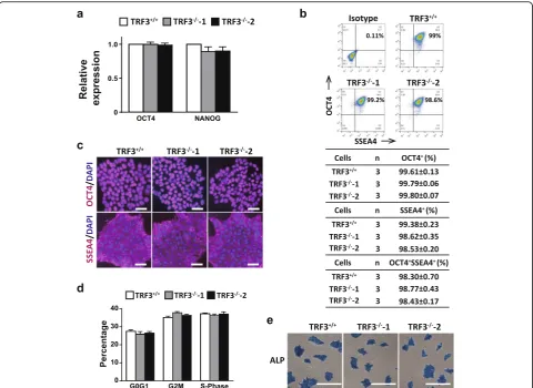 Fig. 3 The expression levels of pluripotent markers are comparable among the undifferentiated TRF3+/+, TRF3−/−-1, and TRF3−/−-2 hESCs