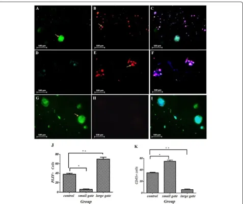 Fig. 7 Tissue section confirmation of tumor model and cellular transplantation after microfluidic isolation