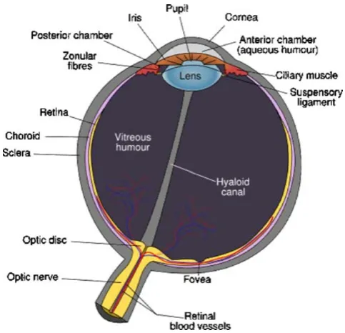 Fig. 2Microscopic view of all the layers that make up the retina