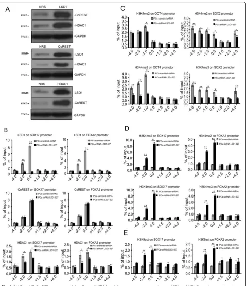 Fig. 4 IP-WB and ChIP-qPCR assessment of the effects of LSD1 knockdown on promoter complexes.HDAC1 complexes in the SOX17/FOXA2 gene promoter regions show differences.levels of H3K4me2/me3 in the OCT4/SOX2 gene promoter regions show differences