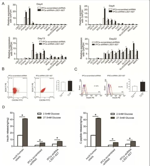 Fig. 2 Functional characteristics in the pancreatic β cells derived from hiPSCs at the final maturation stage