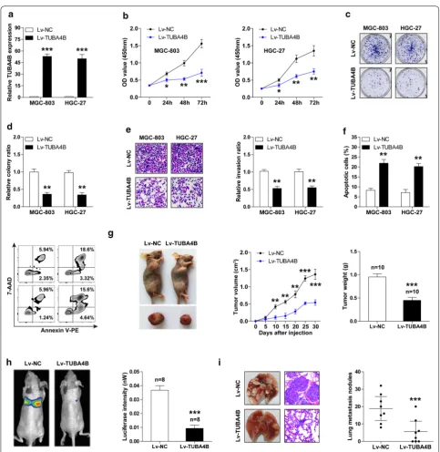 Fig. 2 Enforced expression of TUBA4B impedes GC aggressive phenotype both in vitro and in vivo