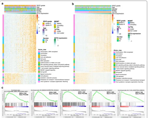 Fig. 5 Functional annotation for genes significantly correlated to eIF3i expression in IDH‑mutant LGG