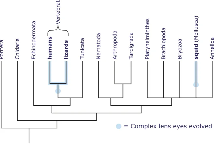 Fig. 3 Human and squid eyesare structured similarly but areanalogous since they evolvedindependently in the two line-ages