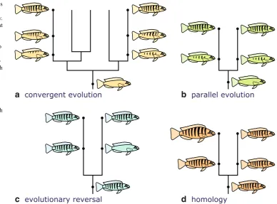 Fig. 5 Hypothetical examplesof three different categories ofhomoplasy, as well as homology.a Striping in the two descendentfish lineages illustratedevolved through convergentevolution