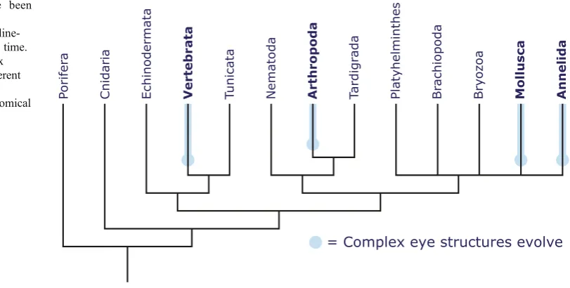 Fig. 6 The Pax6 gene itself