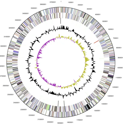 Figure 2. Graphical map of the genome. From the outside to the center: Genes on forward strand and Genes on reverse strand (color by COG categories), RNA genes (tRNAs green, rRNAs red, other RNAs black), GC content, GC skew