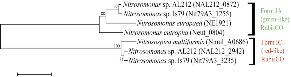 Figure 4. Phylogenetic tree of betaproteobacterial ammonia oxidizers inferred using the Maximum Likelihood cri-terion using the software package MEGA [35] based on the protein sequence of the large subunit of the RuBisCO (cbbL)