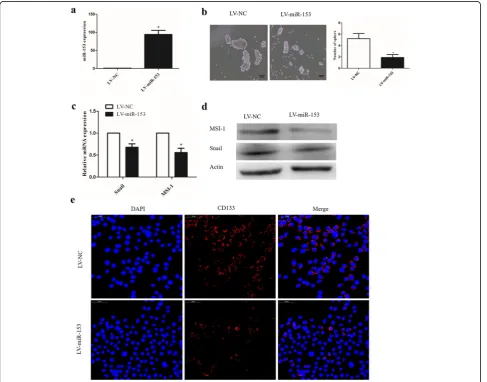 Fig. 1 Enhanced miR-153 expression attenuates the stemness properties of lung cancer cells