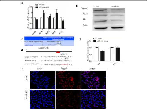 Fig. 2 miR-153 directly targets Jagged1 and suppresses the Notch activity in lung cancer cells.predicted binding sites of miR-153 on the 3CSC pathways detected by qPCR