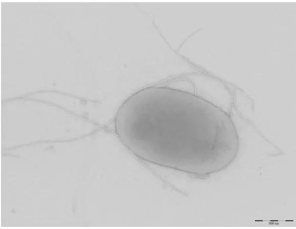 Figure 2. Gram staining of E. massiliensis strain JC163T