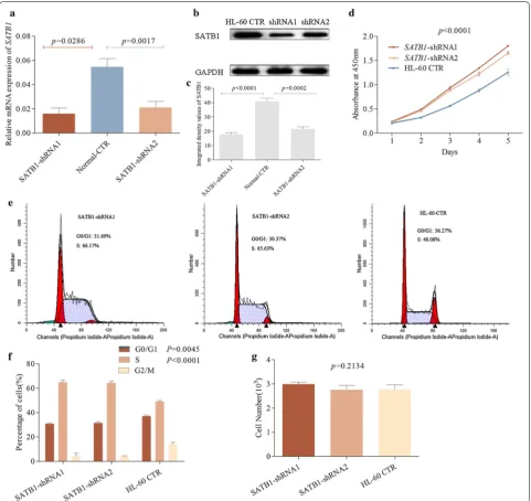 Fig. 2 SATB1 knockdown led to a progressive increase in the proliferation of HL-60 cells and accelerated S phase entry, but did not increase the invasiveness of AML cells