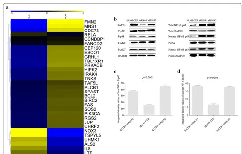 Fig. 4 SATB1 regulated AML cell growth via the activation of NF-κB signaling pathway. Gene expression was compared between SATB1-shRNA1 cells and HL-60 CTR cells and the results were analyzed by KEGG Pathway