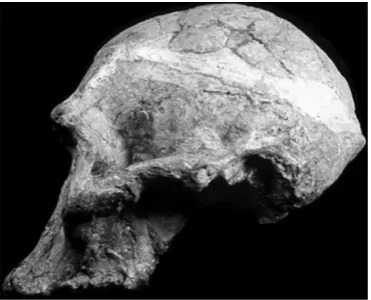Fig. 1 The Taung child. This fossil was described in 1925 byRaymond Dart, who assigned it the name A