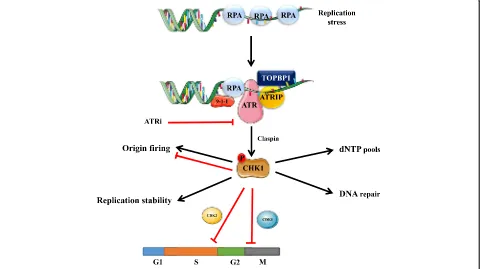 Fig. 1 Replication stress induced ATR-CHK1 activation. ATR is activated by replication protein A (RPA)-coated single-stranded DNA (ssDNA) thatarises at stalled replication fork or resected DNA double-strand break (DSB), particularly at ssDNA and double-str