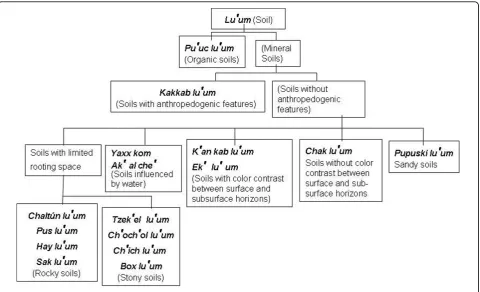 Figure 3 Yucatec Maya soil classification scheme.