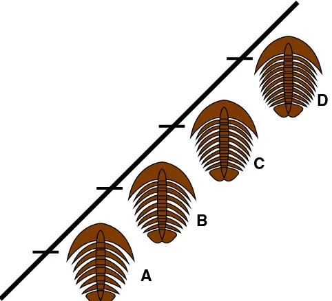 Fig. 1 This trilobite lineage represents a chronospecies. At what pointshould we consider trilobite A to be a separate species from trilobite D—or should they be considered the same species? Illustration reproducedwith permission from the Understanding Evolution website