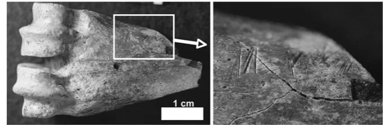 Fig. 1 Schematic illustration of how the earliest stone tools weremade, striking sharp-edged flakes from a lava cobble by directfreehand percussion using a hammerstone
