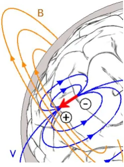 Figure 1.1: Schematic representa-tion of elds generation in thebrain.