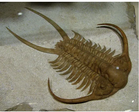 Fig. 3 A fossil of one of the approximately 19,000 extinct species oftrilobites. Permission has been granted to use this image from thecopyright holder