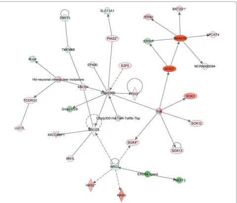 Figure 2. Non-coding RNAs can be identifi ed as members of pluripotent pathways using Ingenuity