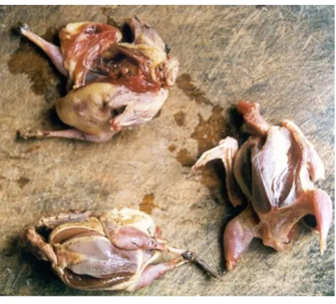 Figure 4"Sabiás""Sabiás". Three thrushes being prepared to be cooked.