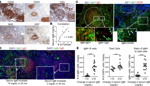 Figure 2. Serum IgM increase reflects B cell hyperplasia and local IgM production in CVID ILD