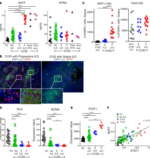 Figure 4. BAFF is elevated in CVID patients with progressive ILD and correlates with STAT1significantly increased in CVID patients with progressive (P) ILD compared with CVID with stable (S) ILD, no ILD, and healthy controls