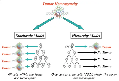 Figure 1. Model for cellular origin of cancer. Two models are proposed to explain the cellular heterogeneity in cancer: the stochastic model and the hierarchy model