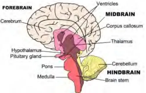 Figure 2.1 The Brain Structure [8] 