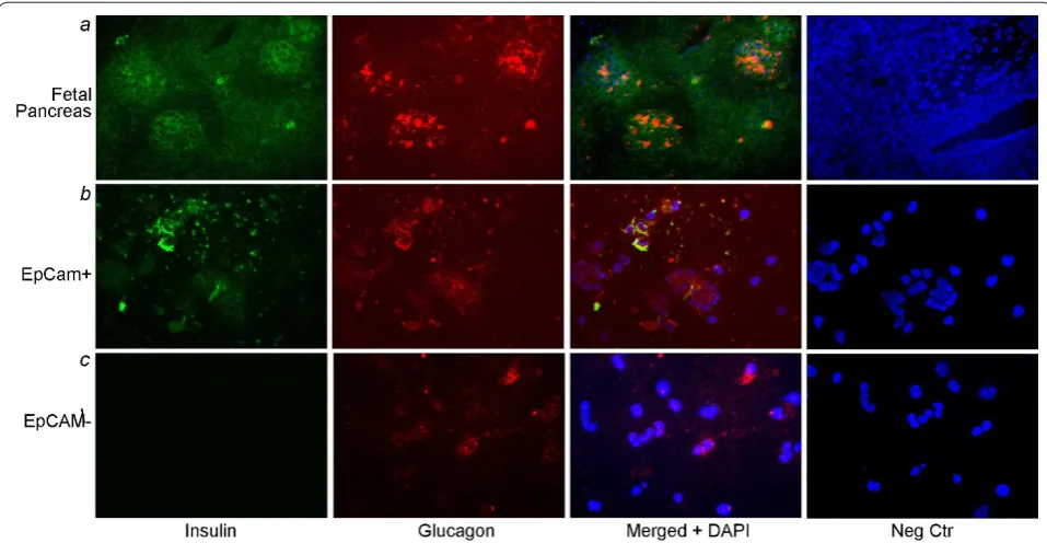 Figure 2. Endocrine phenotype of EpCAM-positive fetal pancreatic cells. demonstrate cells in primitive pancreatic islets with coexpression of insulin and glucagon