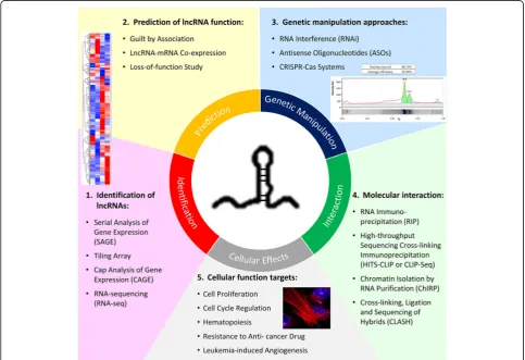 Fig. 1 Experimental approaches for identifying and investigating the cellular functions of lncRNAs