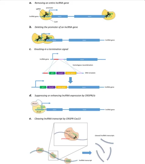 Fig. 2 Different strategies of CRISPR-Cas system for targeting lncRNA. a Removing the entire locus of an lncRNA gene via sgRNA-mediated cleavage byCas9