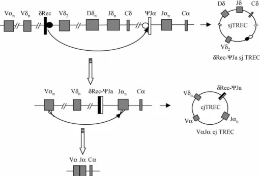Figure 1. Schematic model of recombination processes leading to sjTREC formation. The TCRd locus is located within the TCRa locus.