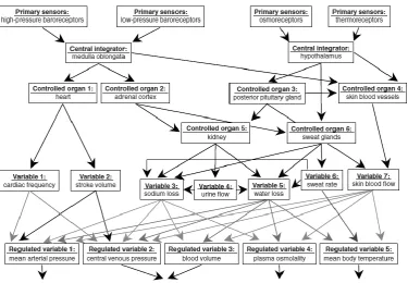 Figure 11: Overview of the complex integration of physiological responses required to maintain homeostasis in hot environments  