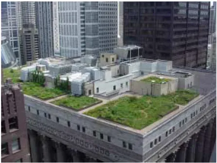 Figure 1. Chicago City Hall intensive green roof.  Note the black, asphalt built-up roof on  the county’s portion of the building, back right