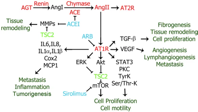 Figure 5. Pathways impacted by RAS that may play a role in LAM disease. The components of RAS found in LAM TSC2 resulting in mTOR activation), angiogenesis/lymphangiogenesis (through VEGF), and metastasis (due to VEGF-stimulated lymphangiogenesis and IL-6–