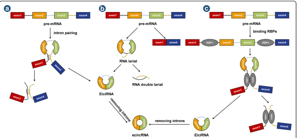Fig. 1 Intron-pairing-driven circularization: The introns flanking inverted repeats or ALU elements form aEIciRNAs are generated by exon skipping