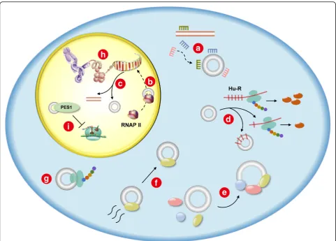 Fig. 3 Functions of circRNAs: a miRNA sponge. b RNAP II elongation. c Alternative splicing