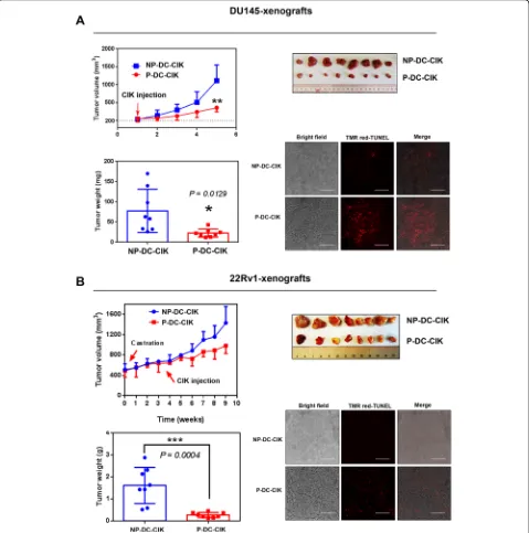 Fig. 7 Anti-tumor activity of intratumoral injection of peptide-loaded DC-activated CIK cell preparations (P-DC-CIK) or non-peptide-loaded NP-DC-CIK cell preparations on two prostate cancer xenograft models derived from prostatospheroids