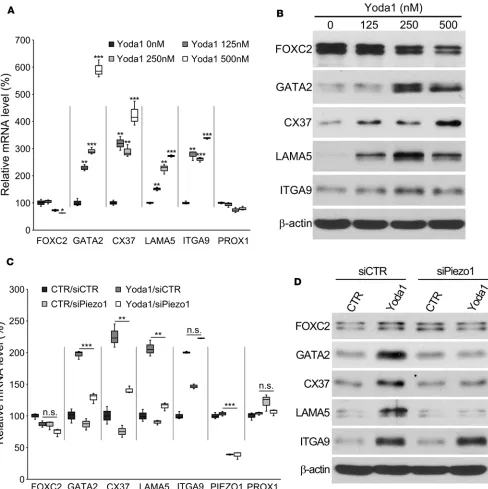 Figure 7. Yoda1 activates the expression of some lymphatic valve genes in a Piezo1-dependent manner