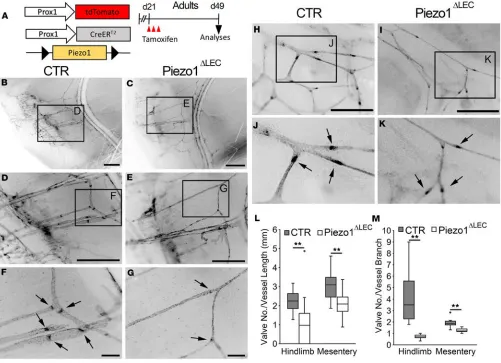 Figure 3. Piezo1 is required for lymphatic valve maintenance. (collecting lymphatic vessels running next to the saphenous vein in the hind limb show (and lymphatic The box plots depict the minimum and maximum values (whiskers), the upper and lower quartile