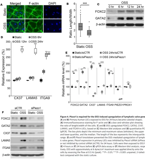 Figure 4. Piezo1 is required for the OSS-induced upregulation of lymphatic valve genes