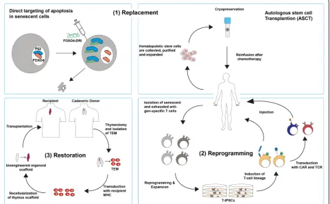 Fig. 2 Replacement, reprogramming, and restoration strategies for reconstitution of senescent and exhausted cells in T cell pool