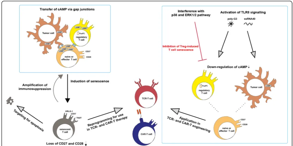 Fig. 3 Mechanism of T cell senescence induction in the tumor microenvironment and strategies for revision of T cell senescence for TCR- andCAR-T cell therapy