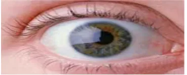 Figure 6: Iris Scanning 