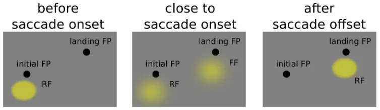 Figure 3.1: predictive behaviour of an LIP neuron, during the perisaccadic interval the neuron becomes sensitive to a spatial location that will be brought into the receptive field only after saccade completion