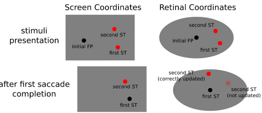 Figure  1.1: typical trial procedure in a double-step saccade paradigm, saccadic targets are reported with respect to the screen (leftward panels) as well as retinal coordinates (rightward panels), after the completion of the first requested saccade, the second fixation point needs to be updated correctly in order to perform the second eye movement (note that the second fixation point was not present on the screen during the planning of the second saccade)