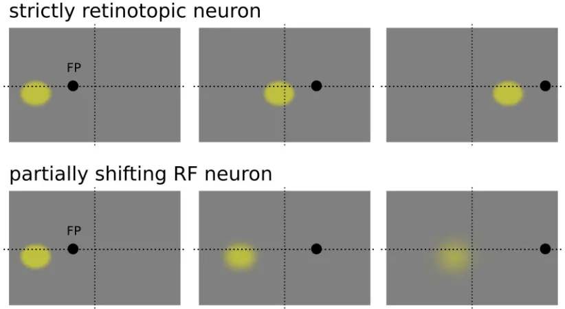Figure 2.1: strictly retinotopic receptive field (upper panels) and partially shifting receptive field (downward panels) behaviour, in the former the receptive field changes its position according to the eye position, keeping its response unaltererd for a different position in space, in the latter eye position modulates the gain of the neuron response, with the neuron being sensitive to the same position in space