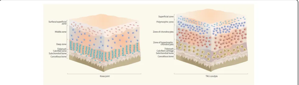 Fig. 1 Zonal structure of cartilage. a Hyaline cartilage is compartmentalized into the surface zone, middle zone, deep zone, and calcified zone